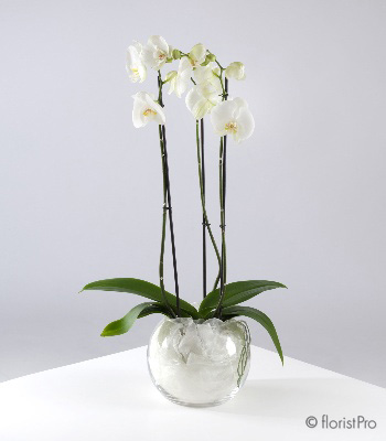 Orchid Plant